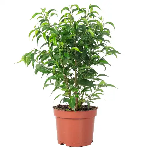 Ficus Benjamina