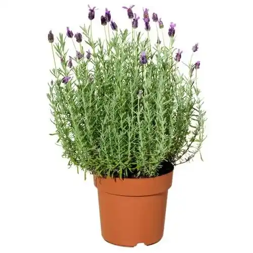 Lavanda